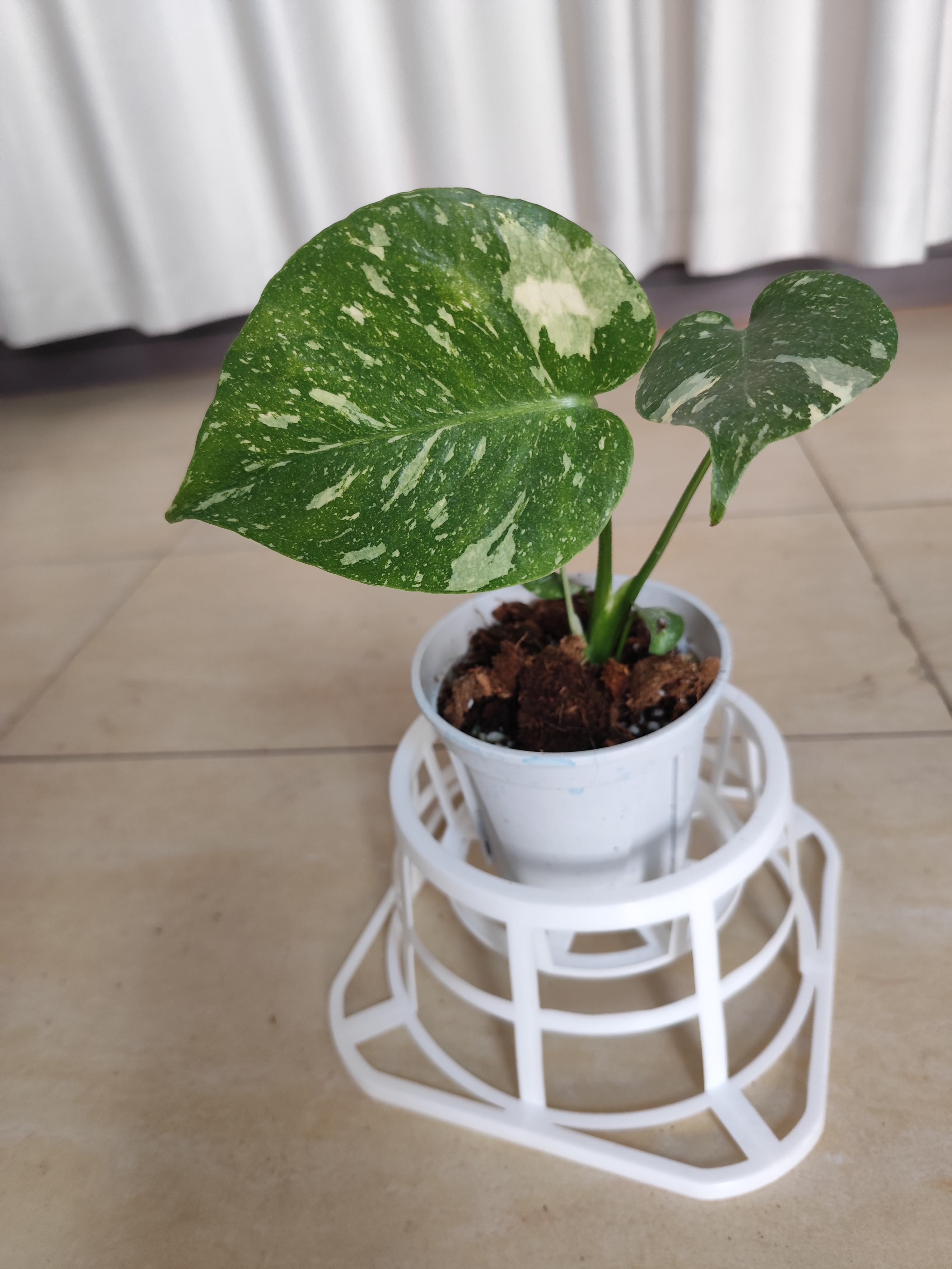 洒金龟背竹白锦龟背竹海芋竹芋室内桌面盆栽花卉绿植个体洒金