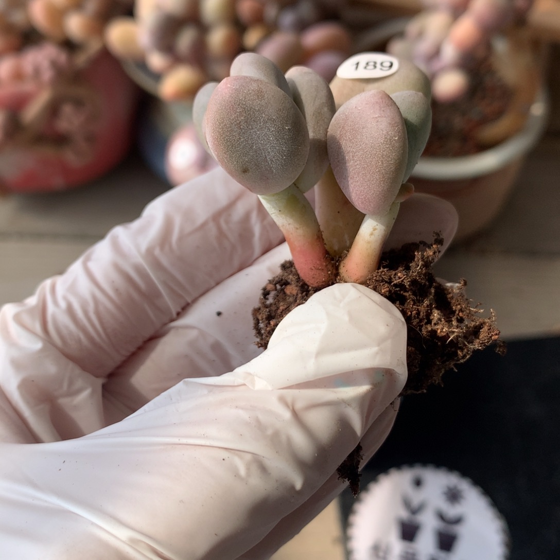 189 米可奶酪多肉