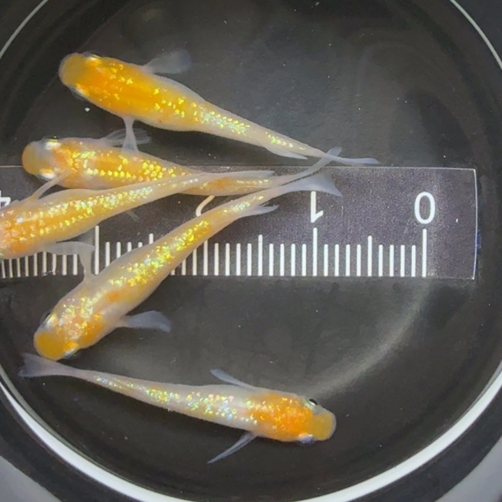 青鳉鱼王华9号青鳉