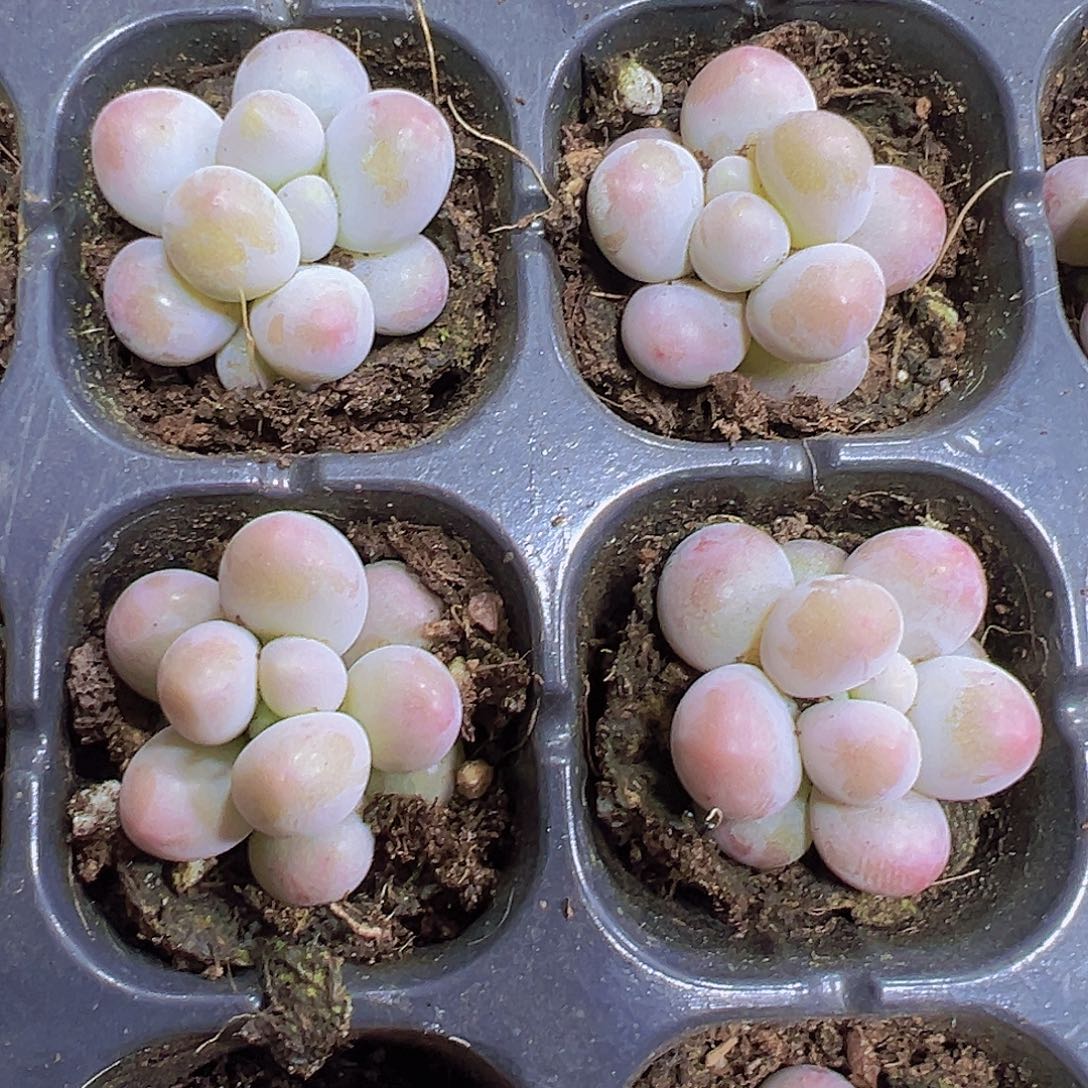 汤圆5个19包邮多肉植物