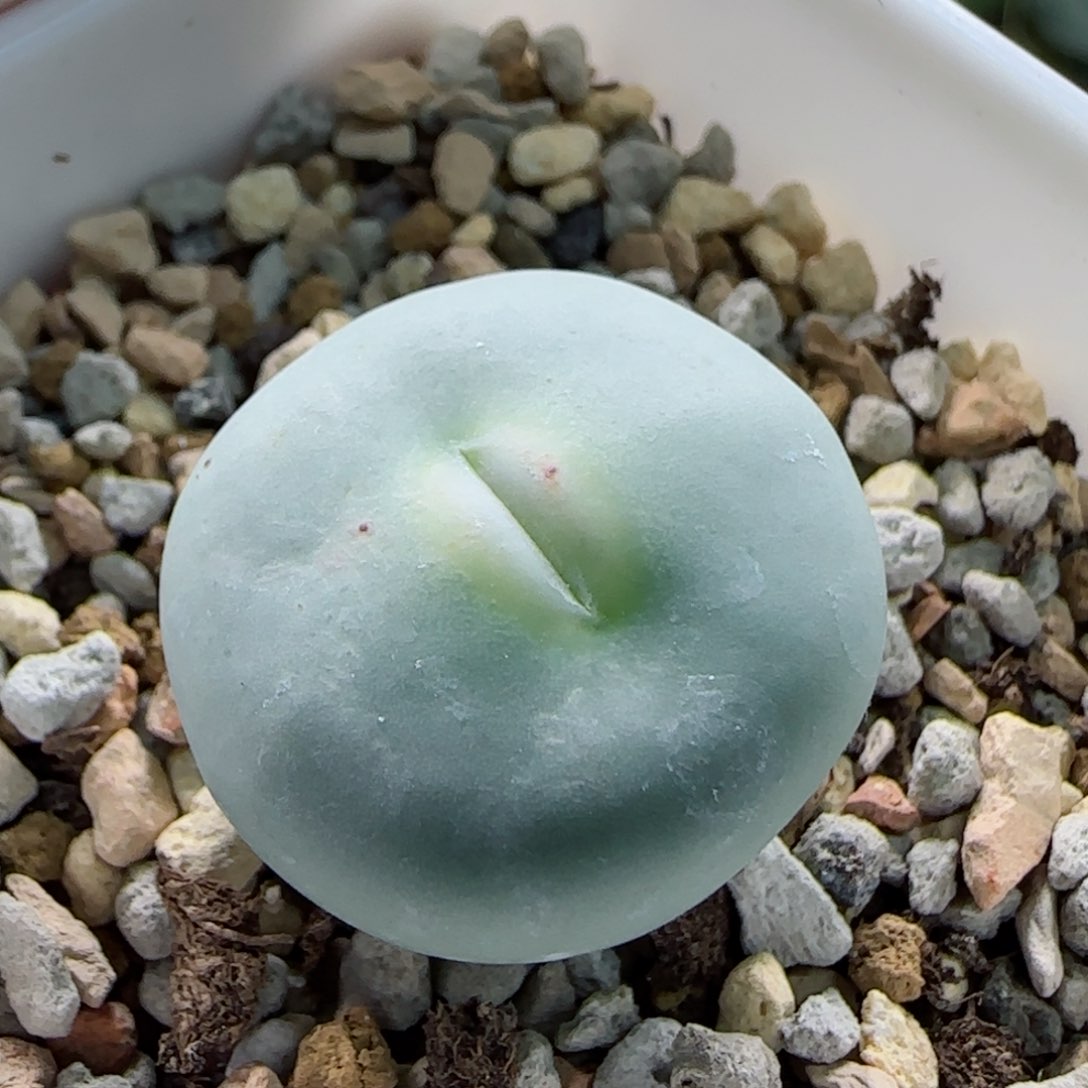 2-11-3-5当天满58包邮大型嘟嘟嘴2.3cm多肉脱土