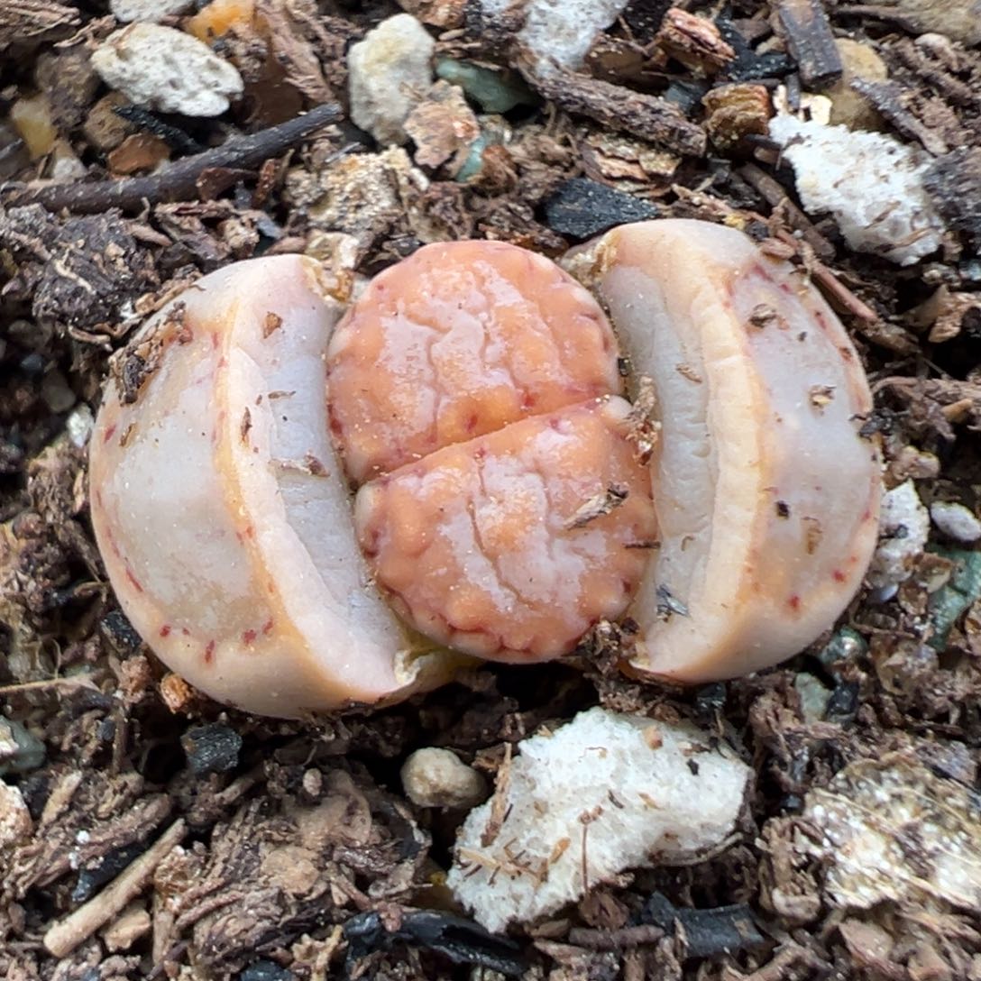 12.24好看的多肉脱土发货704