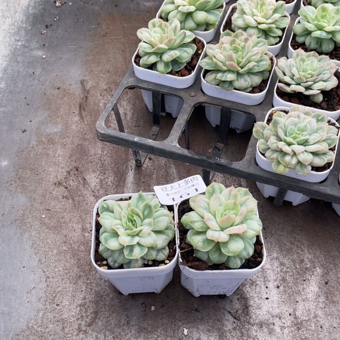 δ***δ糕大上多肉植物161