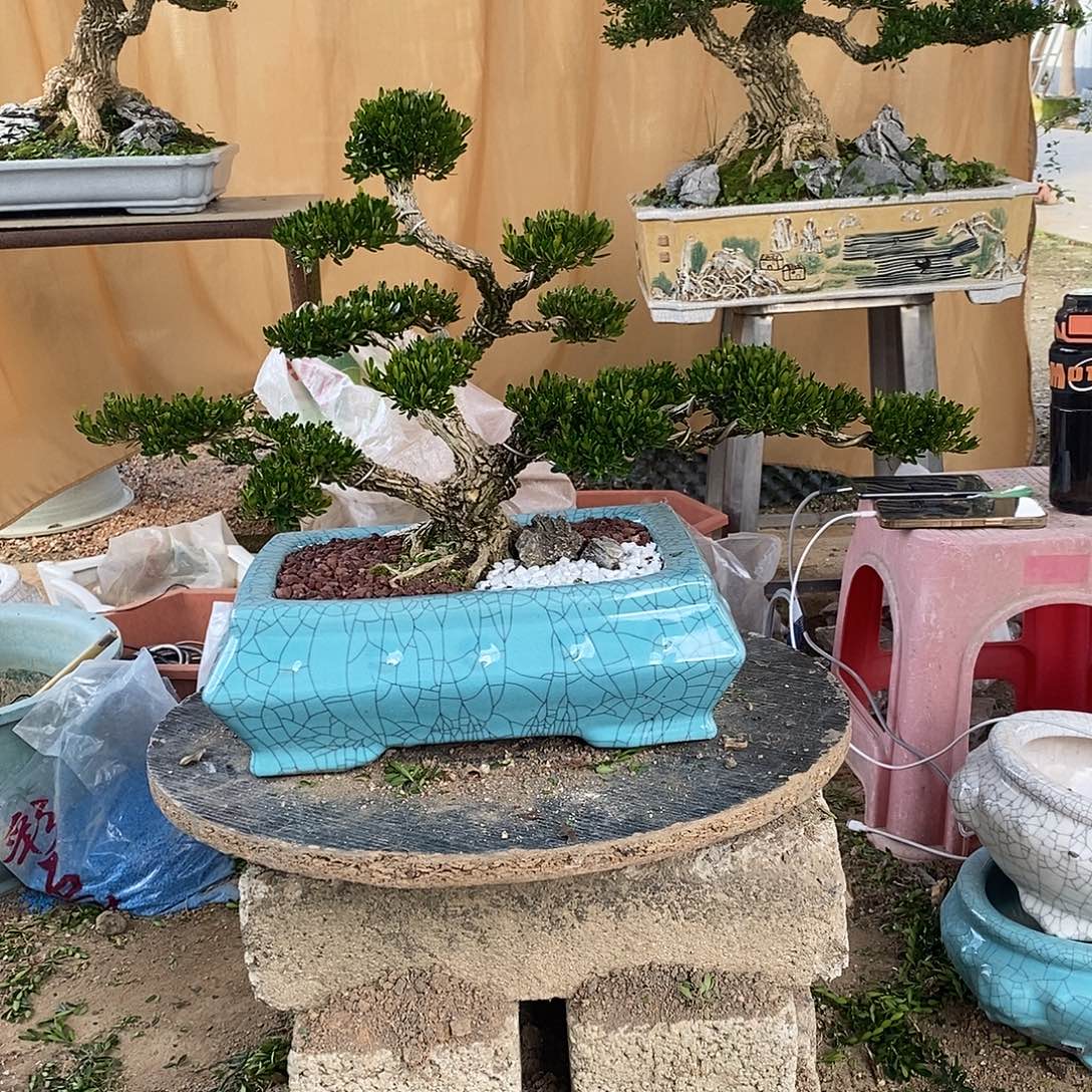 当前无花朵，栽培后可花朵