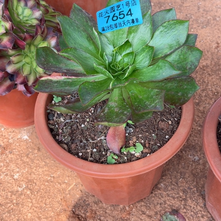 魅影七彩7654多肉植物