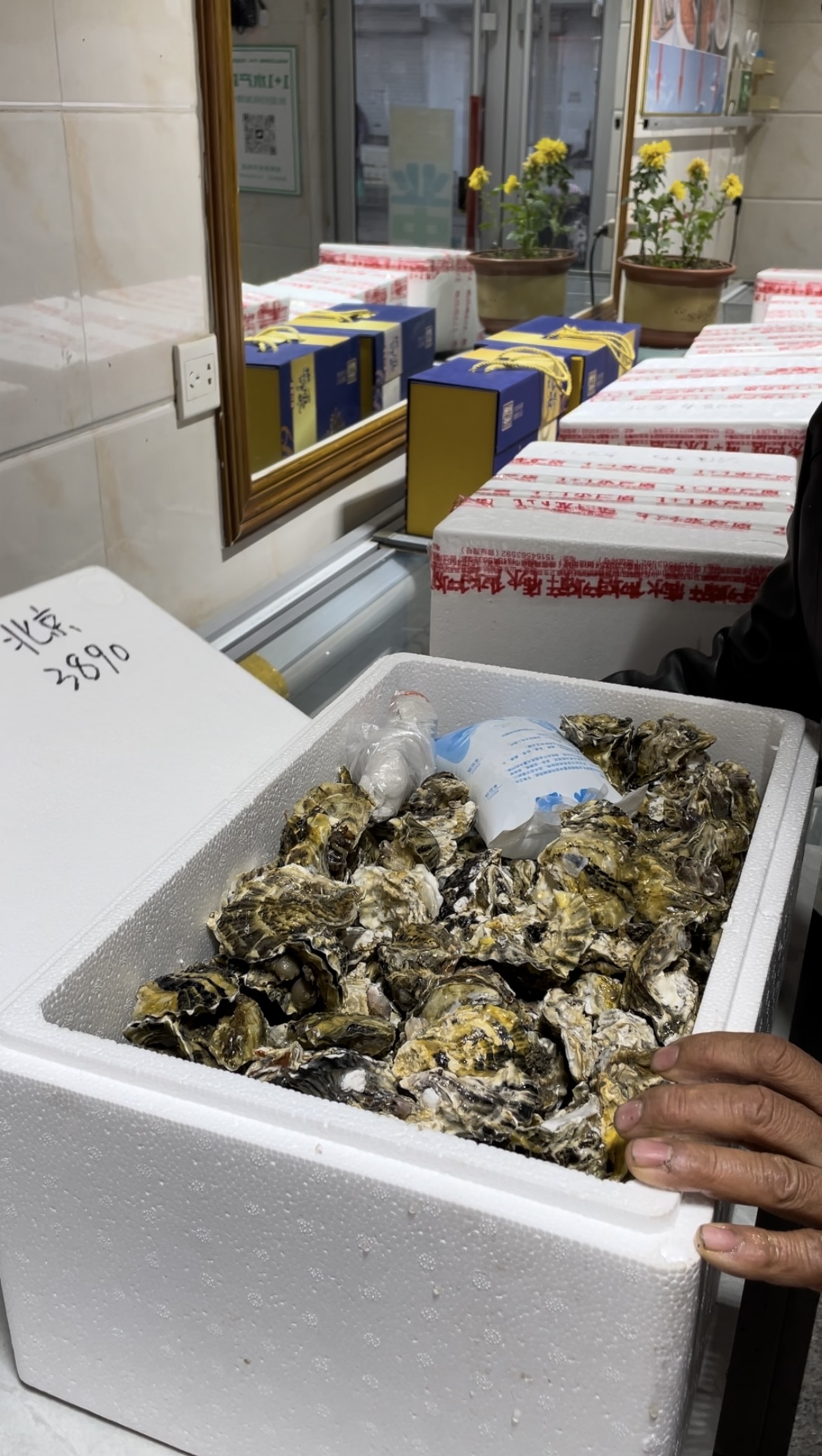 烟台海阳 野生中小生蚝【10斤装】鲜活发货