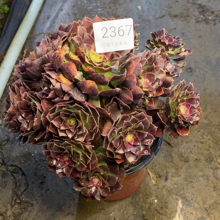 用***3赤焰莲多肉断头不包