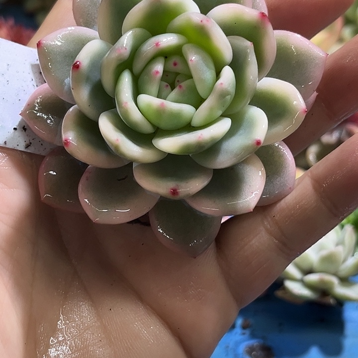 553梦露锦炸多肉植物