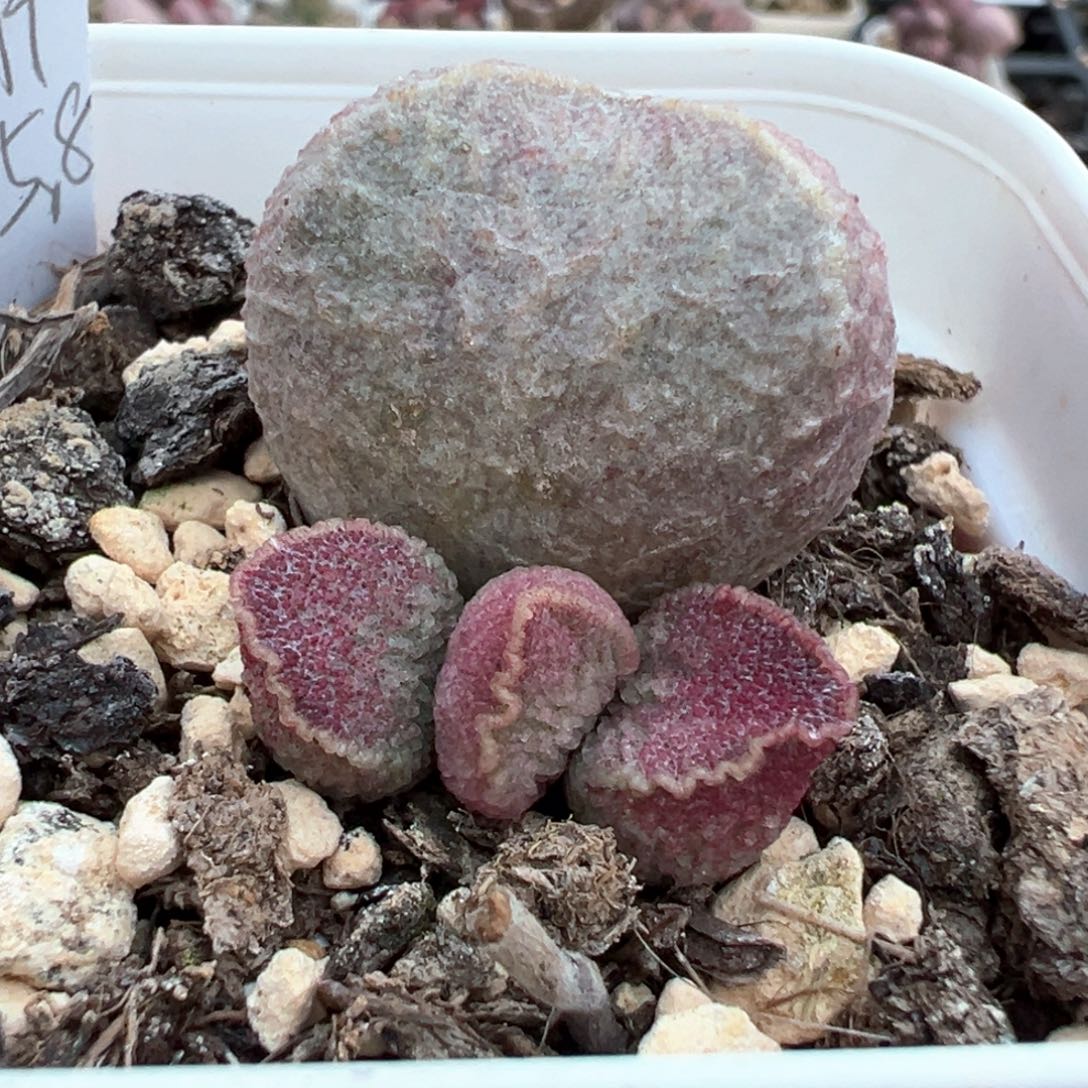 哈默猪肝多肉植物水泡