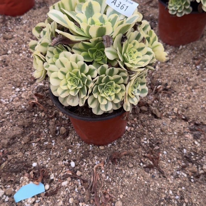 361，绿豆沙。多肉植物
