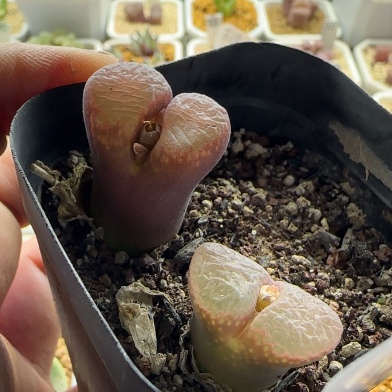 【闪购商品】1054风铃福利当天28包邮非偏远