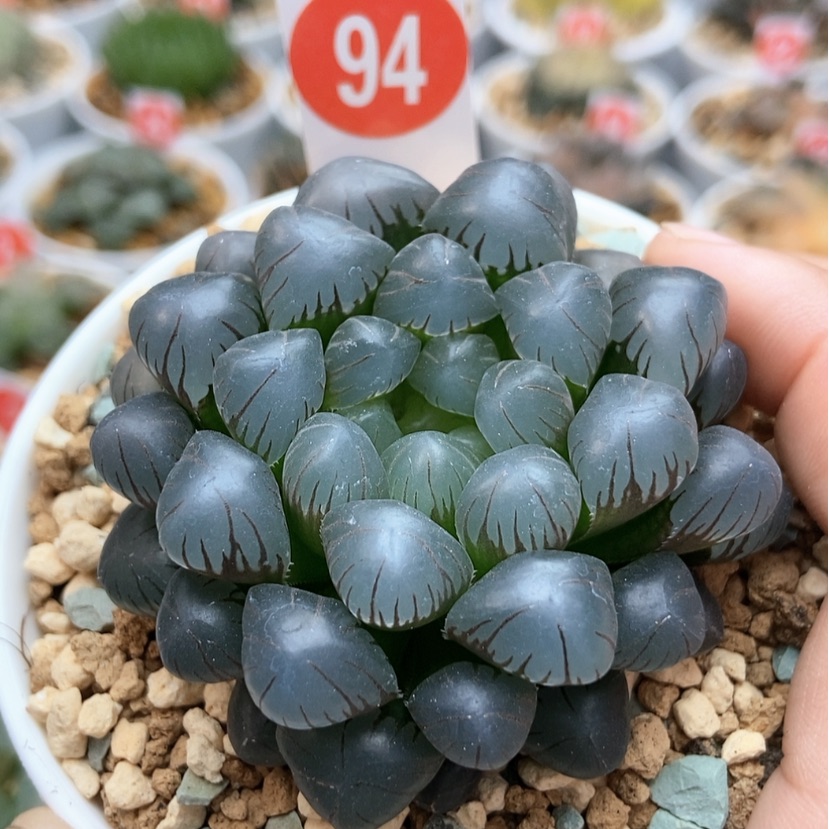 【闪购商品】94冰灯