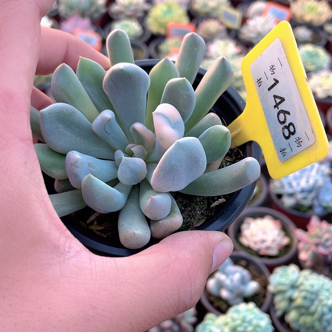 你***？1468号多肉植物盆栽