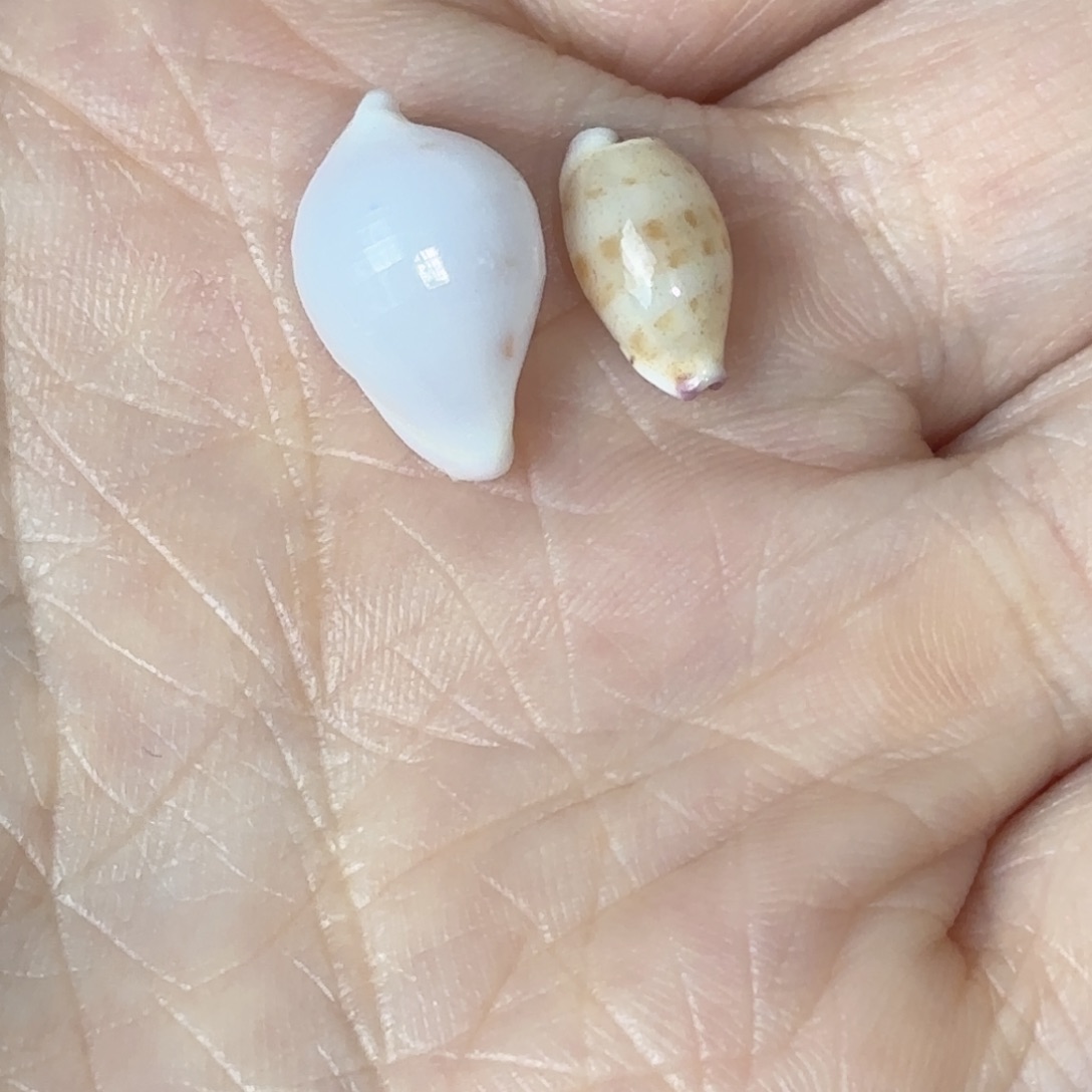 湾***仔天然海螺标本福利