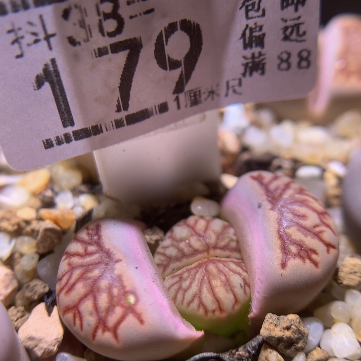 精品生石花38.179化石l 