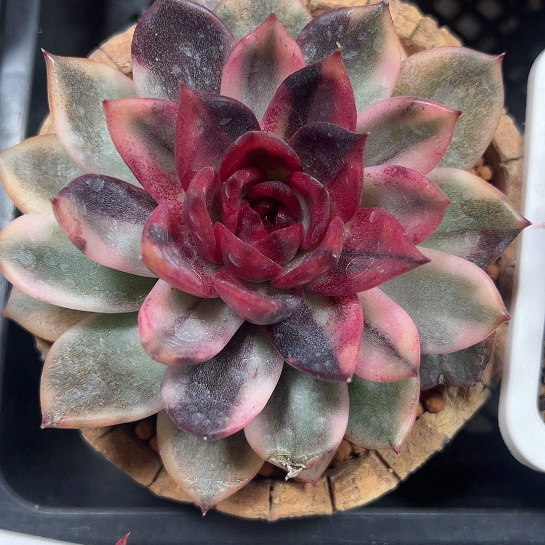 火焰玫瑰锦多肉植物