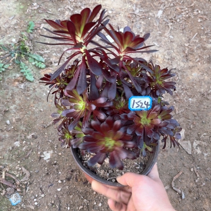 墨法师丛林朵朵1524法师多肉