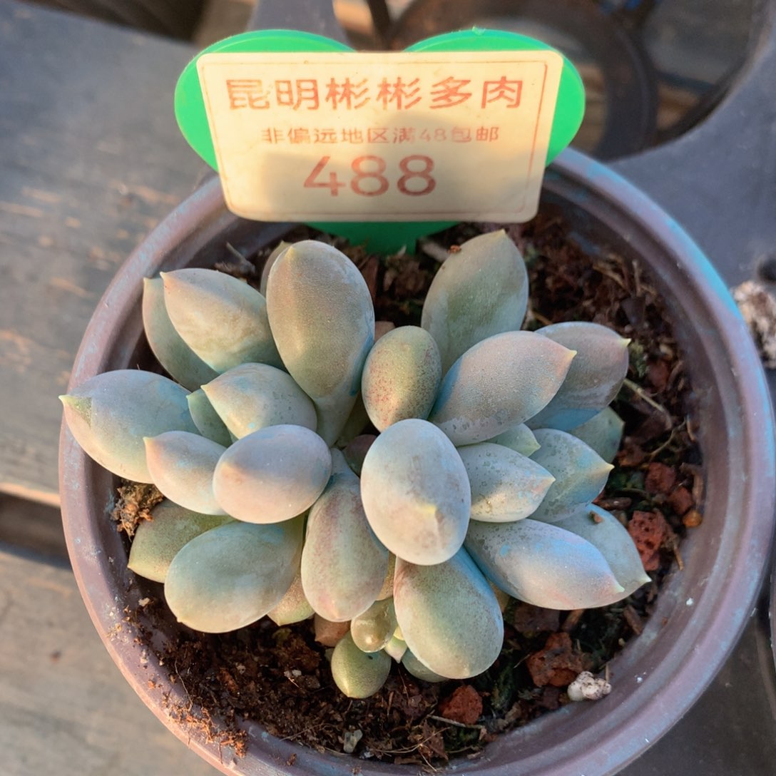哥特萝莉胖体带盆带土488