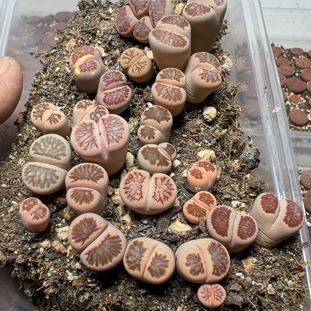 【闪购商品】?*吾 798。    