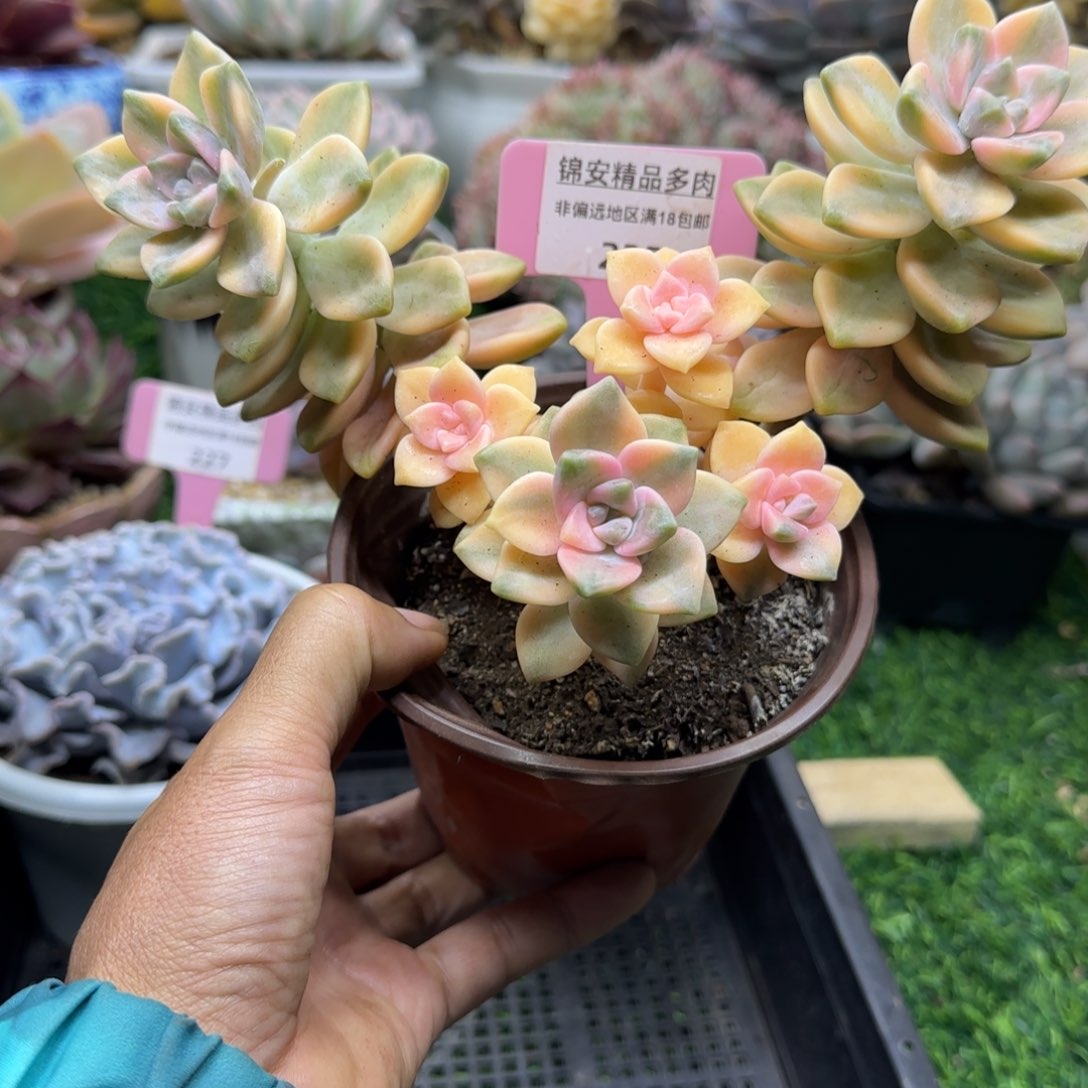 锦安精品多肉植物235