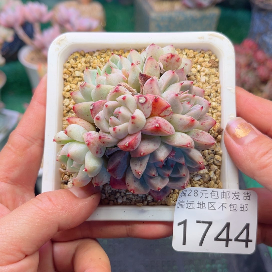 大1744:¥：）d h vh b n