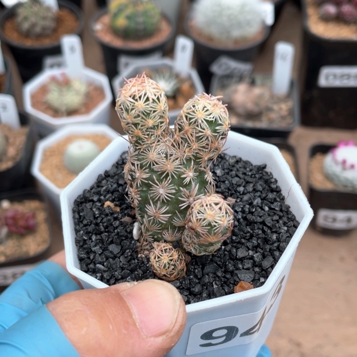 943紫王子多头仙人球