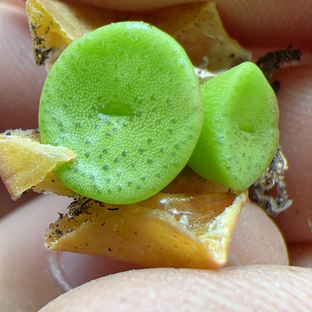 【闪购商品】301 双头金币