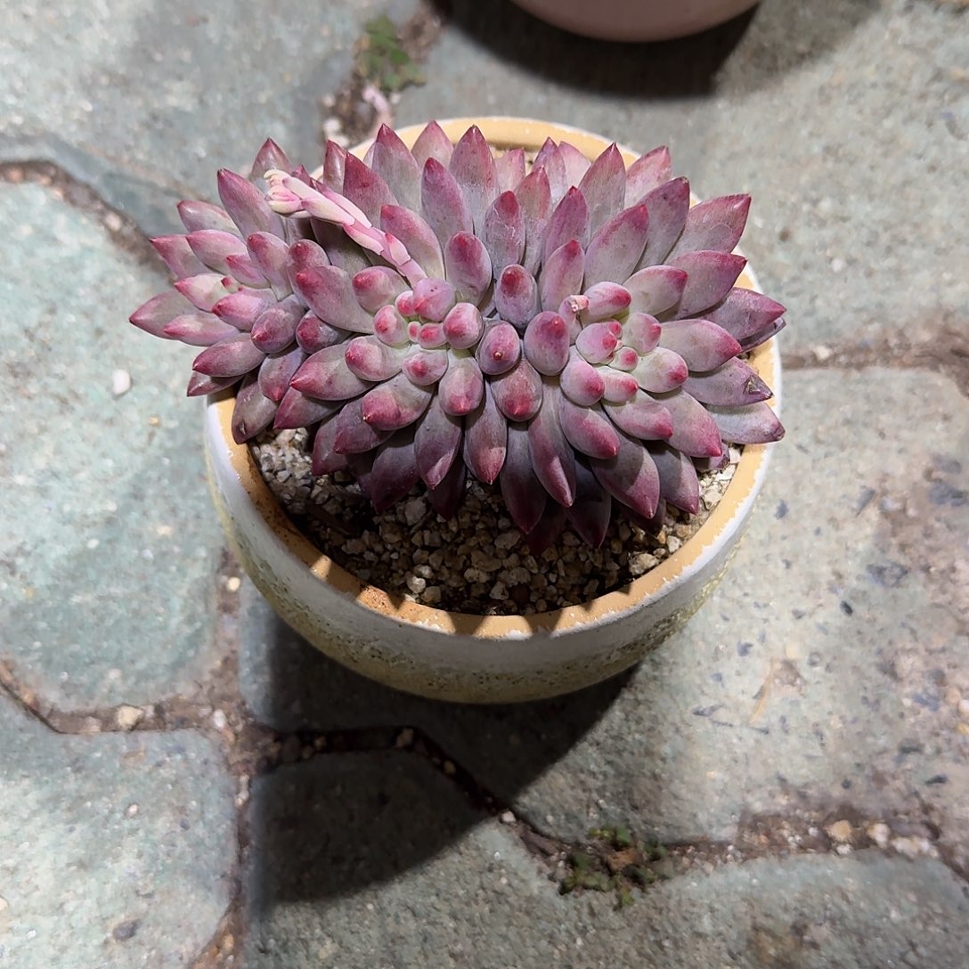 虞美人带盆多肉植物