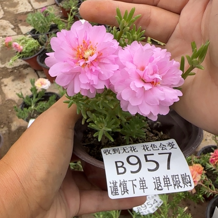 无花朵B957超小苗盆口10cm