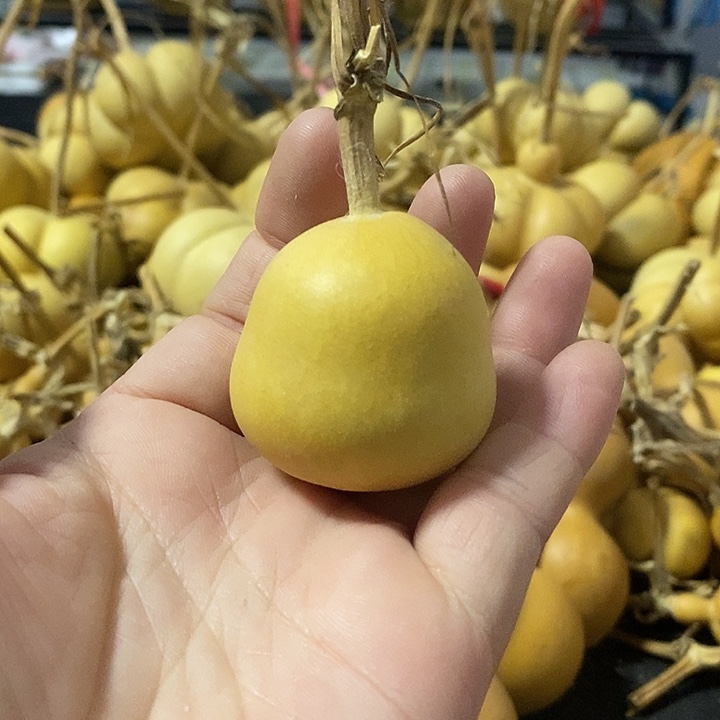 葫芦的颜色很好看