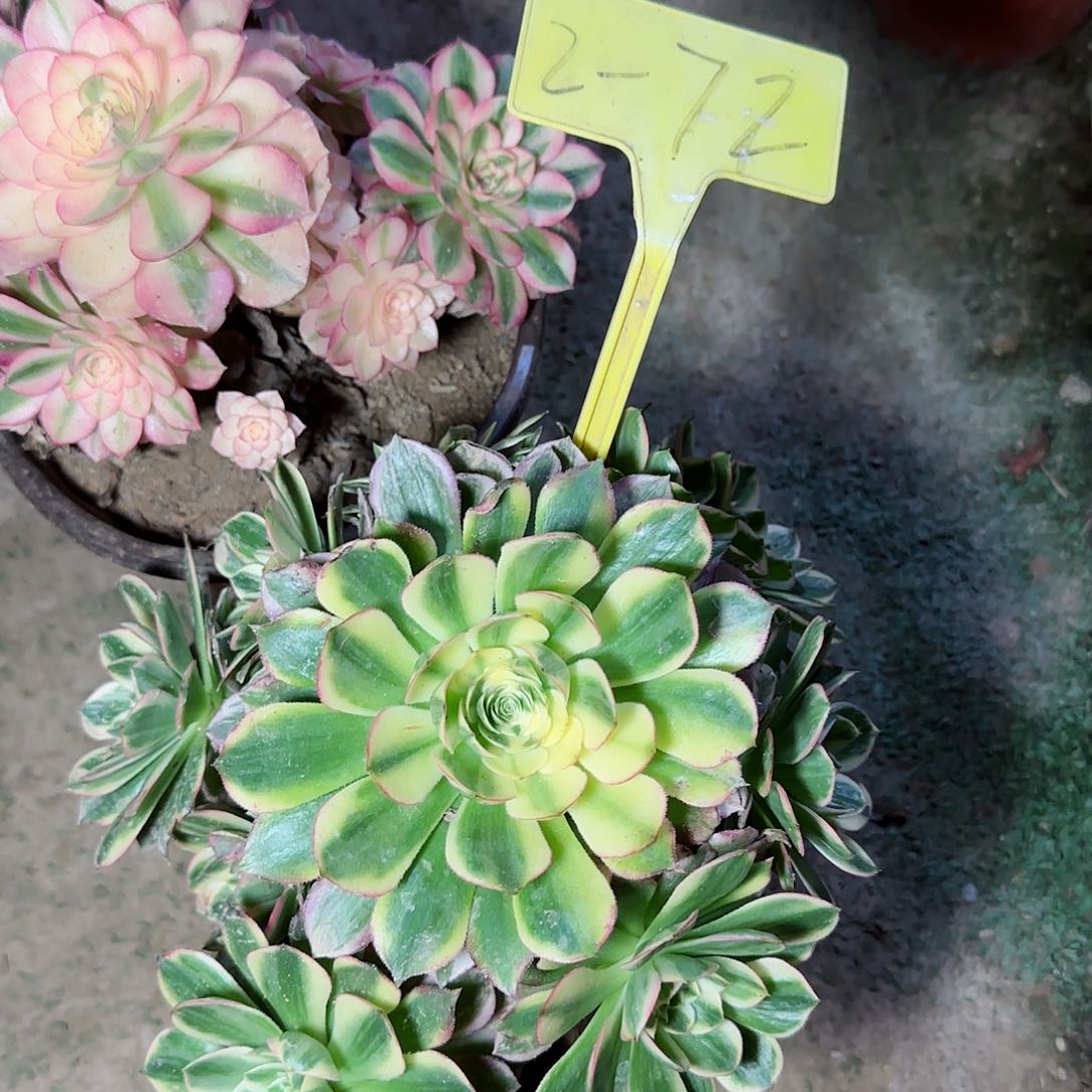 2-72+--多头多肉植物