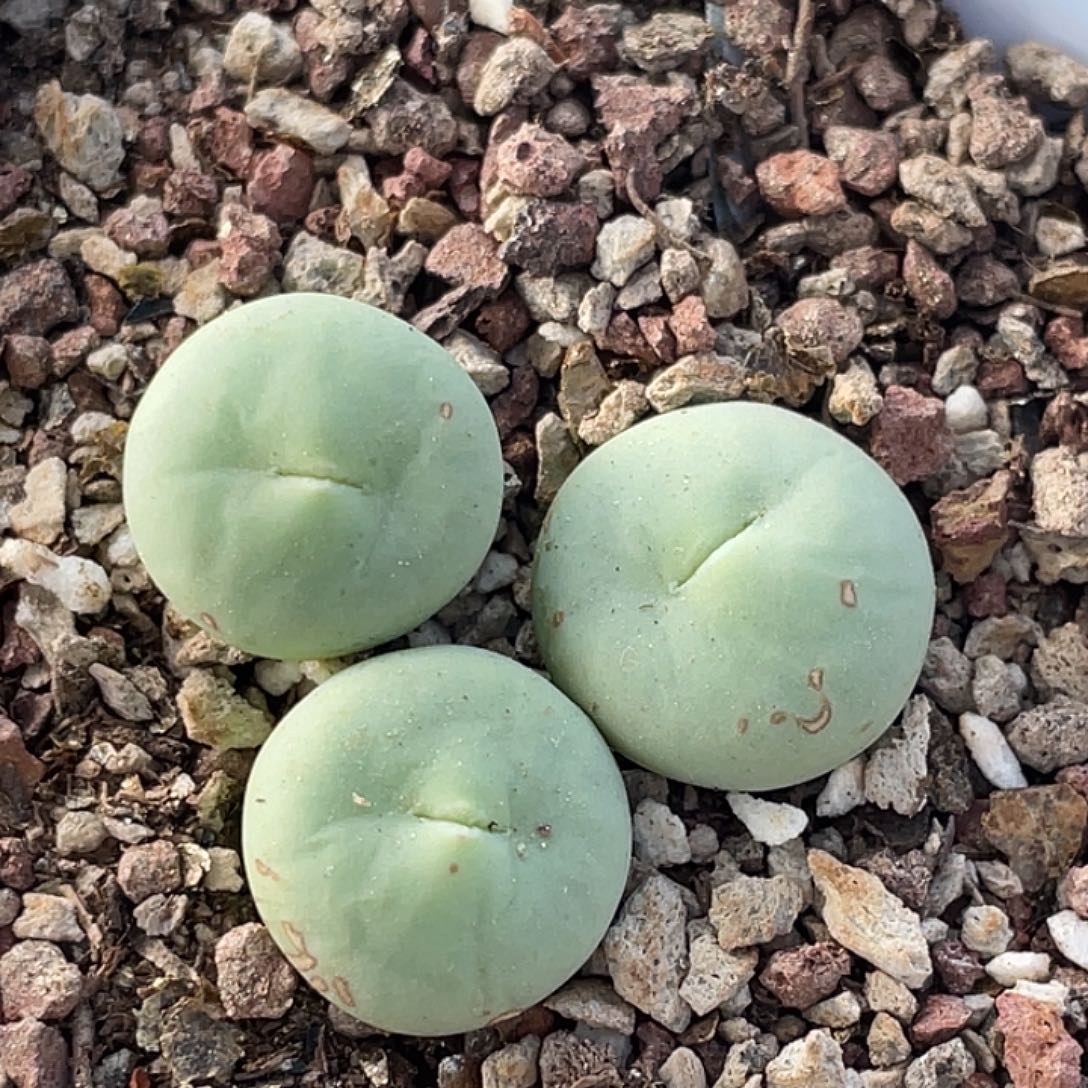 28-79嘴多肉植物肉锥