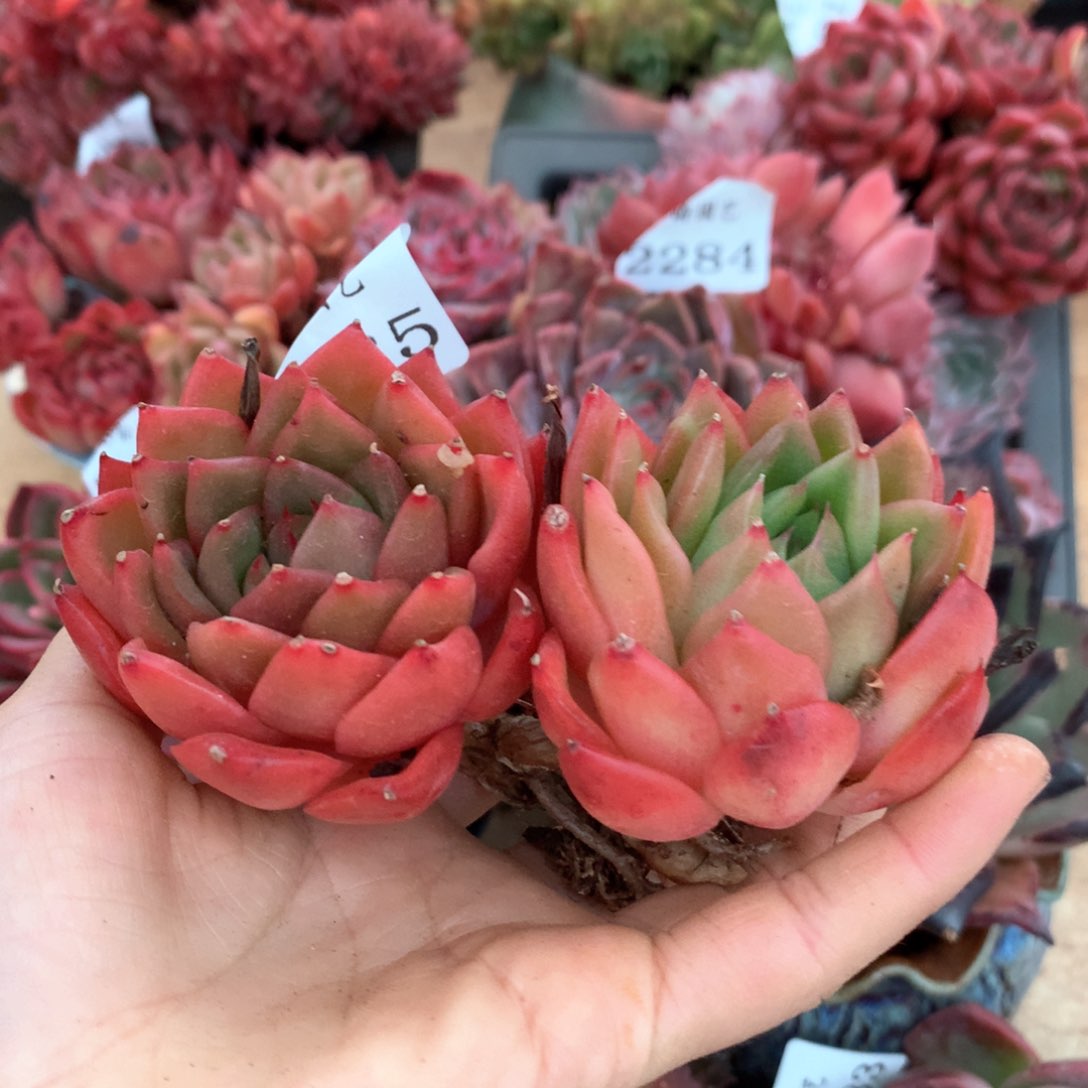 2285杂交多肉植物