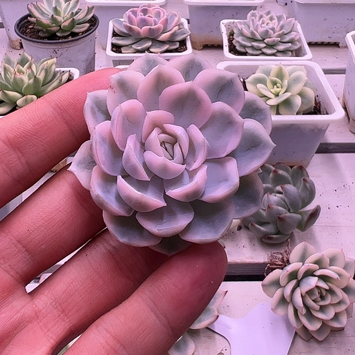白白雪球锦多肉植物