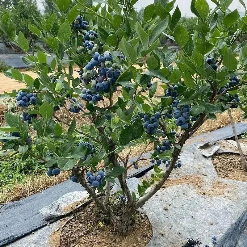 蓝莓树果苗带大果蓝莓苗盆栽地栽南北方种植苗奥尼尔l25果树阳台商品图