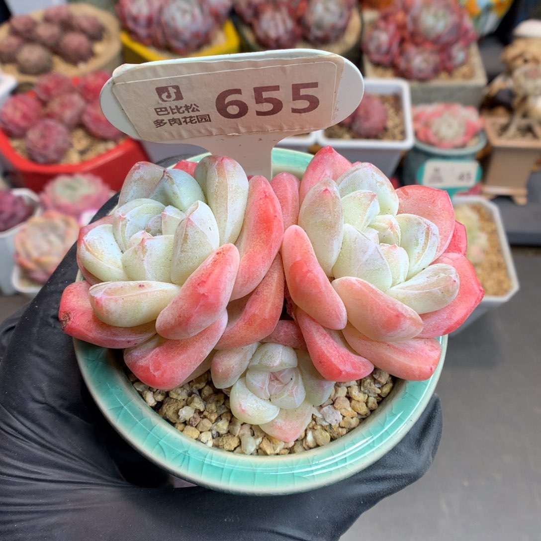 655 老桩粉冰玉多肉