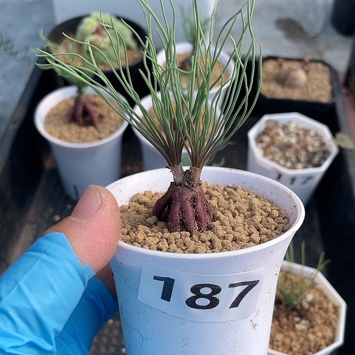 187大双头方便面弹簧草