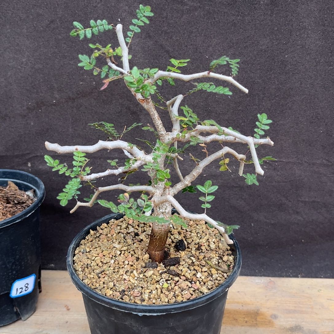 小***鱼汤圆植物滔天橄榄1