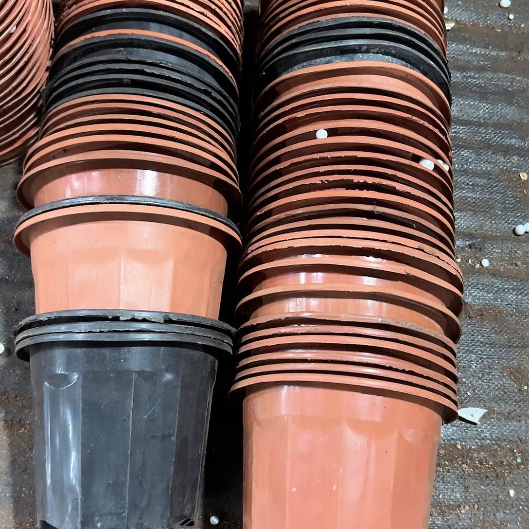 黑红砖盆薄16-17口径13高 50个