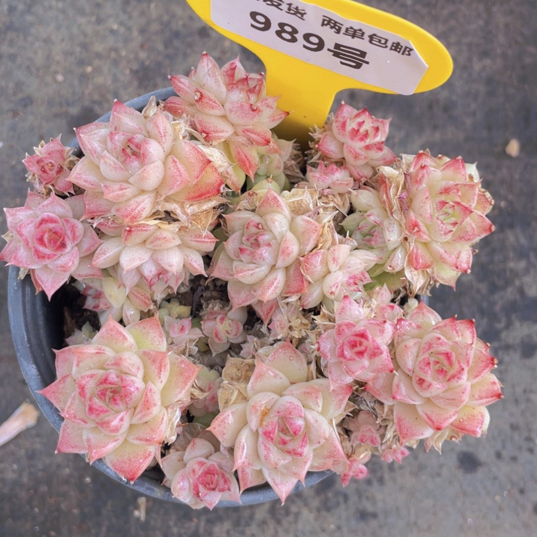 989号粉麦秆群生一个不包整