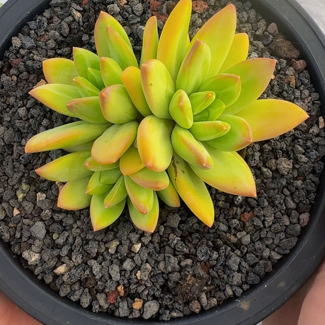 海洋之歌 3头 一物一拍