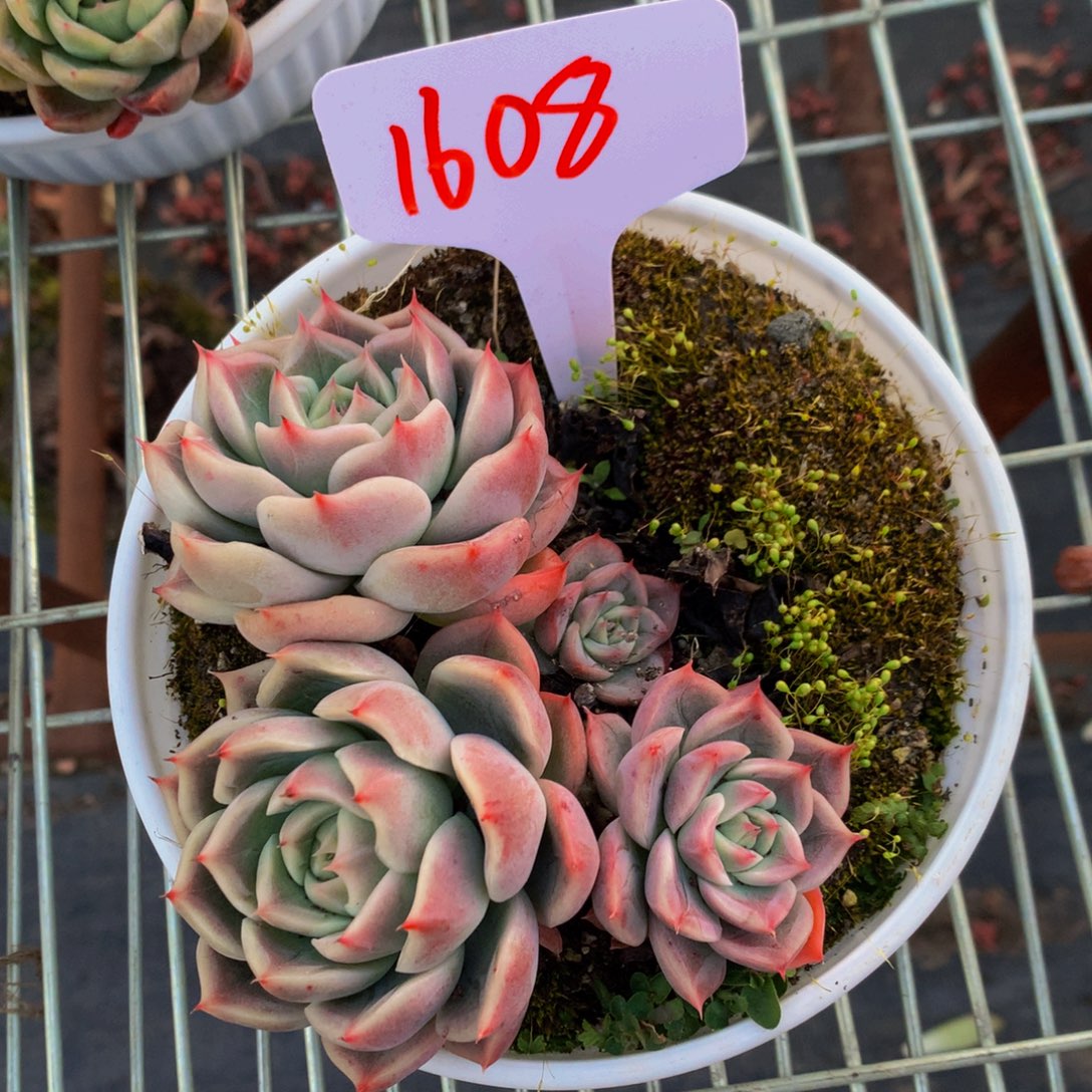 一物一拍1608-6-12