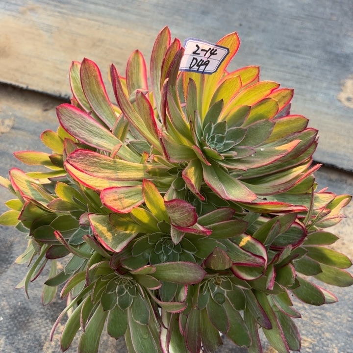 孔雀翎多肉断枝不包49