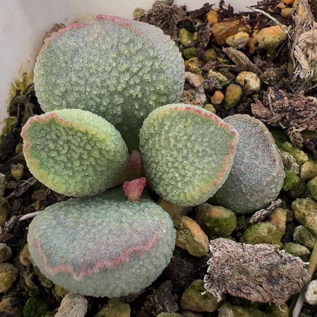 赛猪肝多肉植物水泡多肉植物