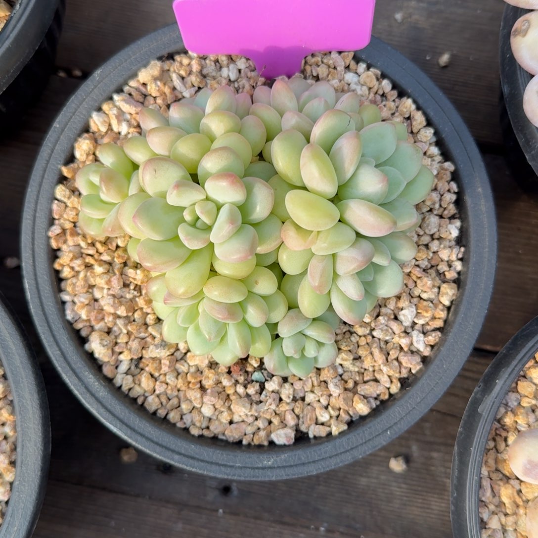 泡泡糖333333333333