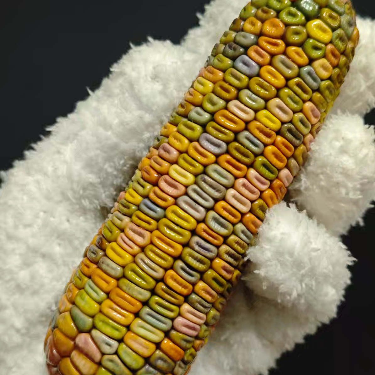 文玩玉米手把件 摆件 创意饰品（一物一拍） 私拍随机发