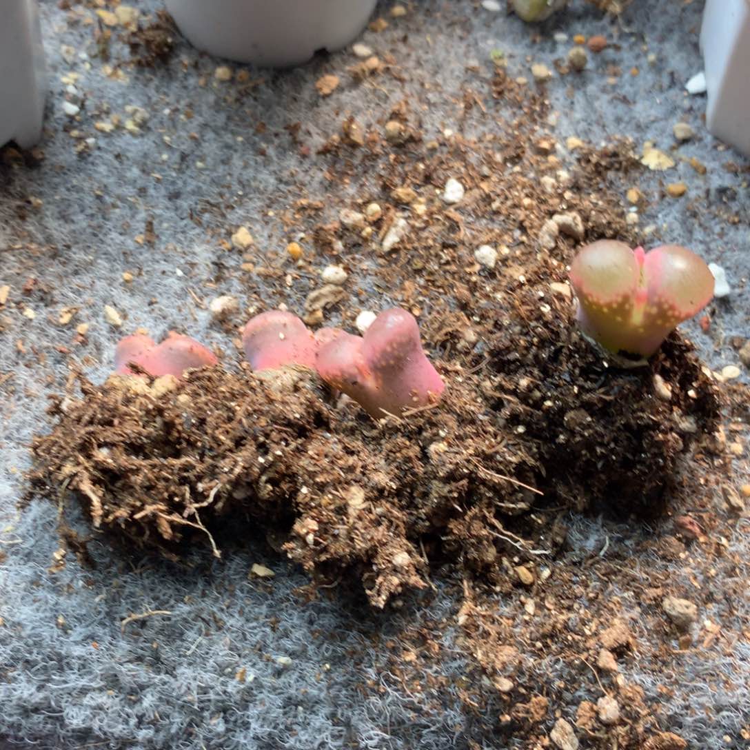 ?****?665风铃母本四颗