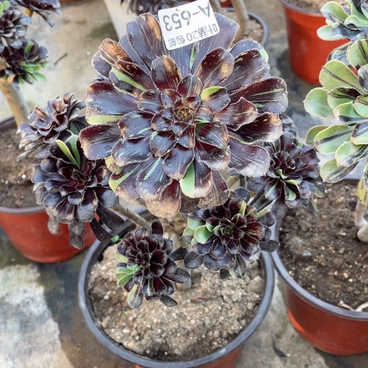 653墨拉丝多肉123456789