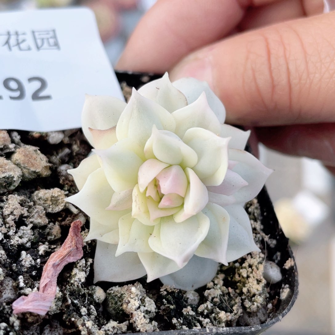 292号糖心冰心珍妮 玛丽亚变异