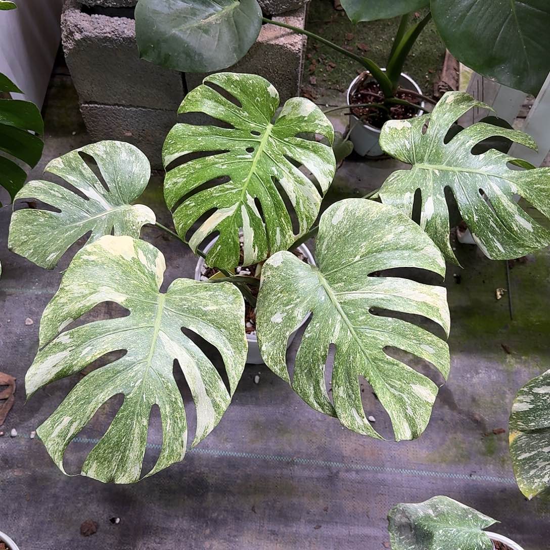 不开花植物绿雪顶芽福利K1